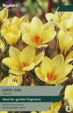 Crocus Gipsy Girl x 10