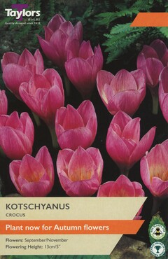 Crocus Kotschyanus x 12