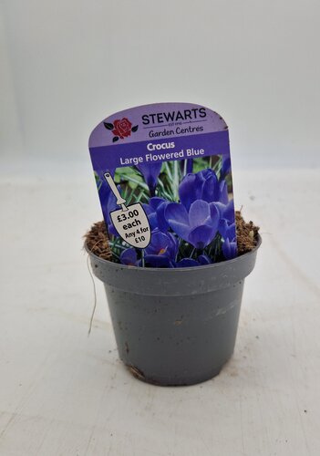 Crocus Large Flowered Blue Potted Bulb 9cm