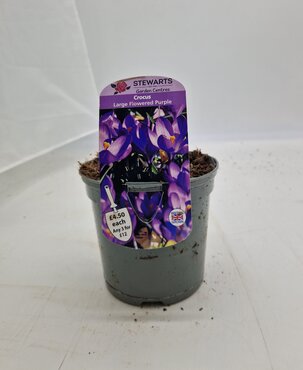 Crocus Large Flowered Purple Potted Bulb 1 Litre