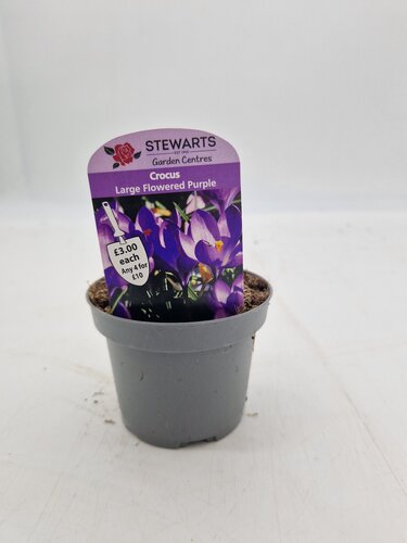 Crocus Large Flowered Purple Potted Bulb 9cm