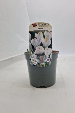 Crocus Large Flowered White Potted Bulb 1 Litre