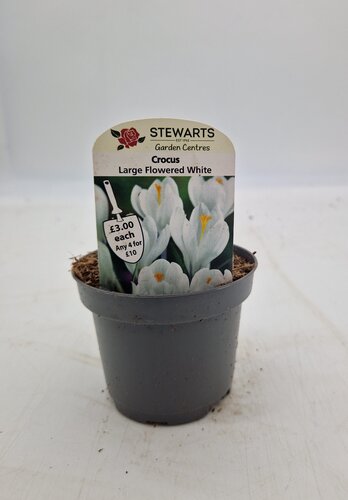 Crocus Large Flowered White Potted Bulb 9cm