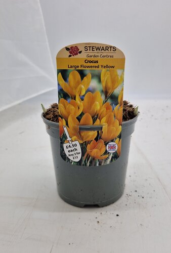 Crocus Large Flowered Yellow Potted Bulb 1 Litre