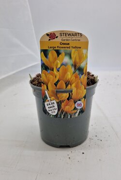 Crocus Large Flowered Yellow Potted Bulb 1 Litre