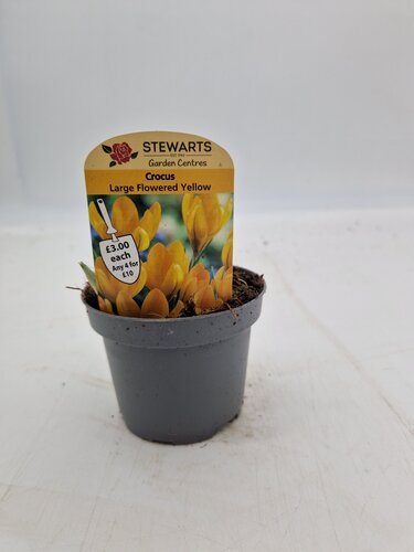 Crocus Large Flowered Yellow Potted Bulb 9cm