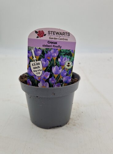 Crocus Sieberi Firefly Potted Bulb 9cm