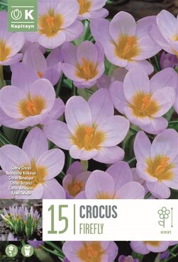 Crocus Specie Firefly