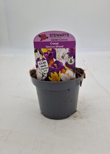 Crocus Species Mixed Potted Bulb 9cm