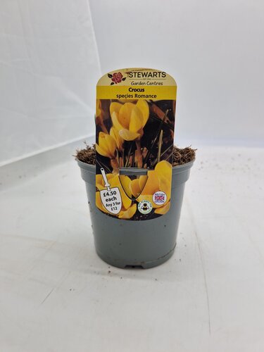 Crocus Species Romance Potted Bulb 1 Litre