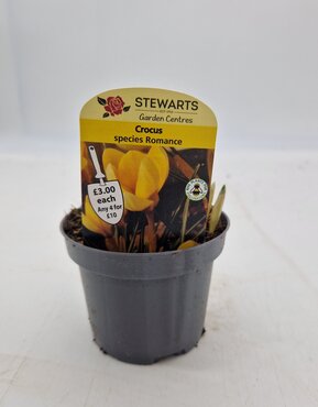 Crocus Species Romance Potted Bulb 9cm