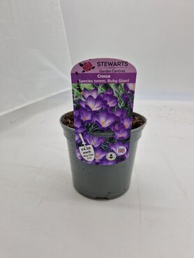 Crocus Species Tommasinianus Ruby Giant Potted Bulb 1 Litre