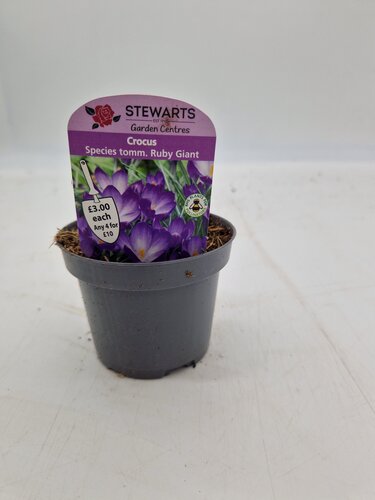 Crocus Species Tommasinianus Ruby Giant Potted Bulb 9cm