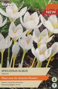 Crocus Speciosus Albus x 7