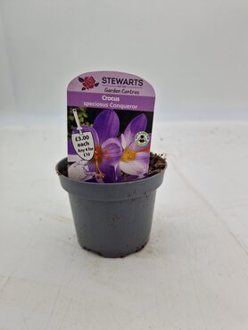 Crocus Speciosus Conqueror Potted Bulb 9cm