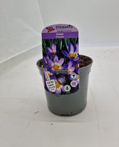 Crocus Tricolor Potted Bulb 1 Litre