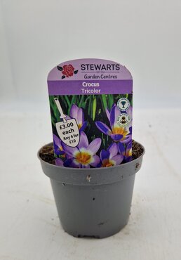 Crocus Tricolor Potted Bulb 9cm