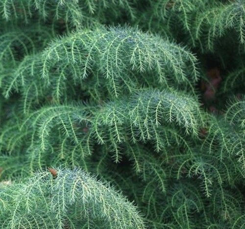 Cryptomeria Elegans 1 Litre