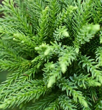 Cryptomeria Hide 1 Litre