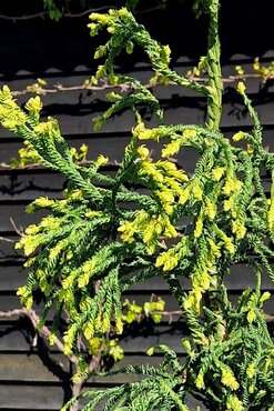 Cryptomeria Kyara Gold 5 Litre