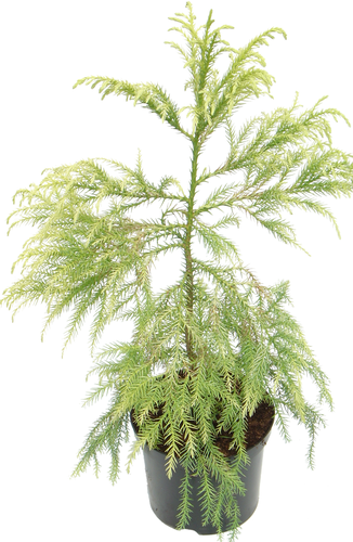 Cryptomeria Sekkan-Sugi 1 Litre - image 2