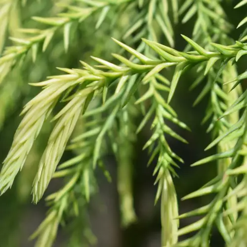 Cryptomeria Sekkan-Sugi 1 Litre - image 1