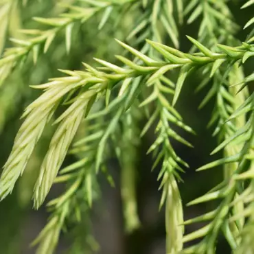 Cryptomeria Sekkan sugi 3 litre - image 1