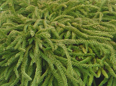 Cryptomeria Spiralis 5 Litre