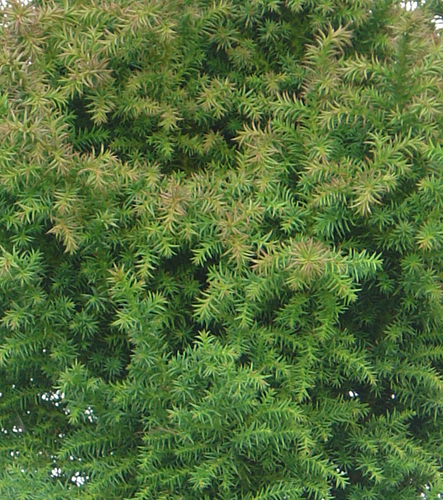 Cryptomeria Vilmoriniana 1 litre