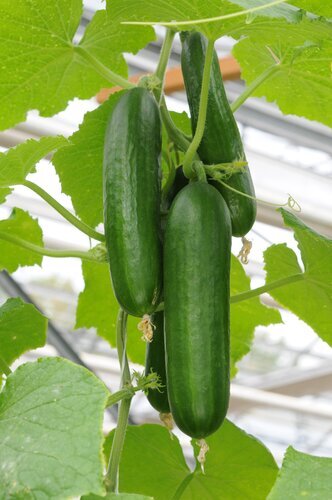 Cucumber F1 Femspot Patio 1 Litre