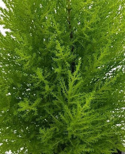 Cupressus Goldcrest 11cm