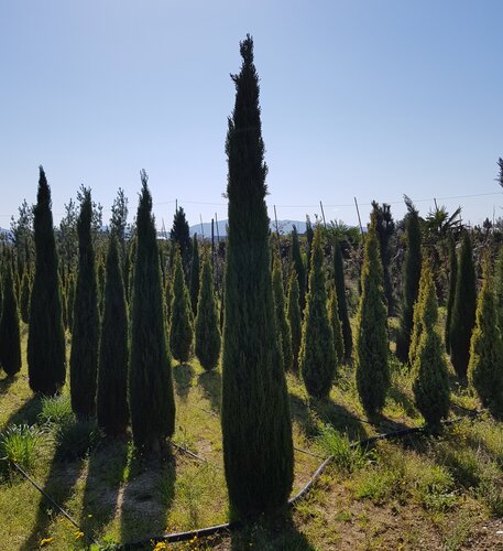 Cupressus Sempervirens Pyramidalis 150/175cm 15 Litre