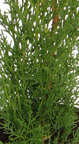 Cupressus Totem 3 Litre