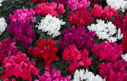 Cyclamen Carry Pack 6 x 10.5cm