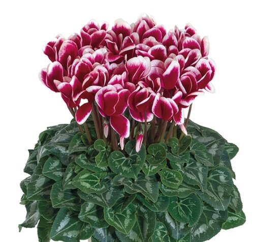 Cyclamen Fantasia Magenta 1 Litre