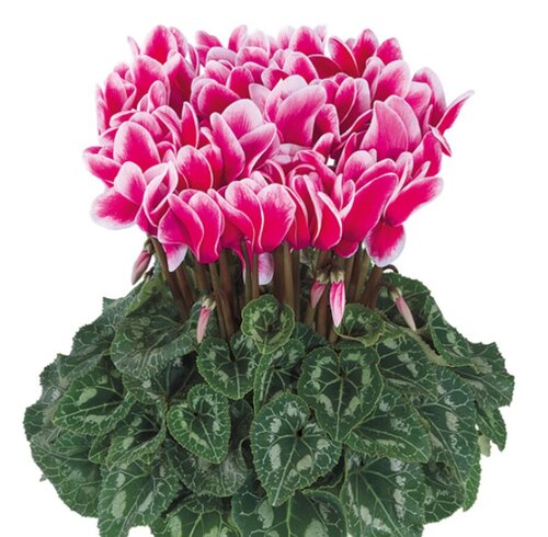 Cyclamen Fantasia Pink 1 Litre