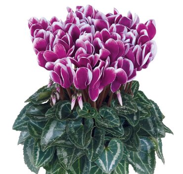 Cyclamen Fantasia Purple 1 Litre