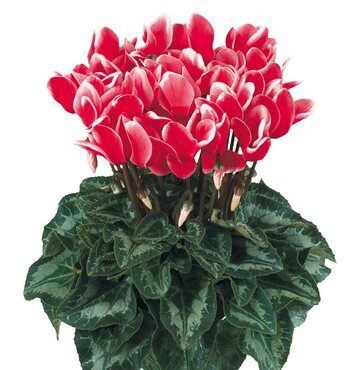 Cyclamen Fantasia Red 1 Litre