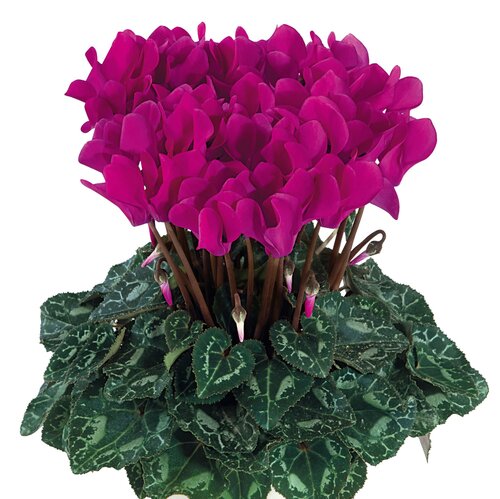 Cyclamen Green Leaf Midi Purple 1 Litre