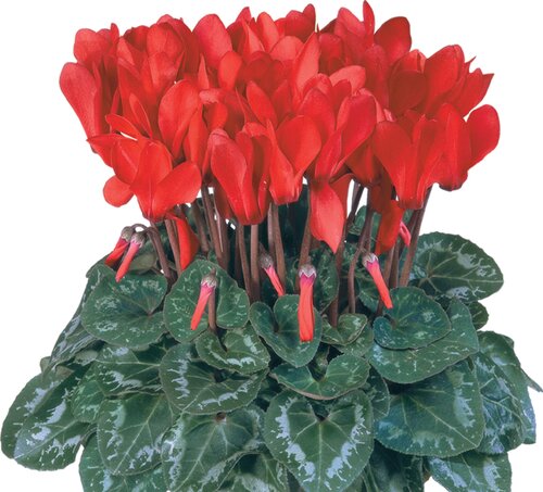 Cyclamen Green Leaf Midi Red 1 Litre