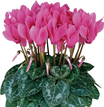 Cyclamen Green Leaf Midi Rose 1 Litre