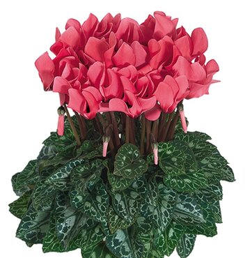 Cyclamen Green Leaf Midi Rose Eye 1 Litre