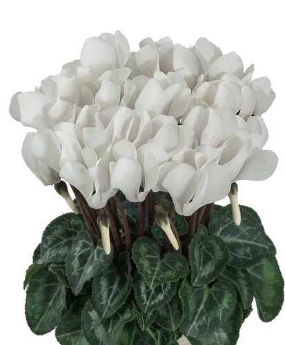 Cyclamen Green Leaf Midi White 1 Litre