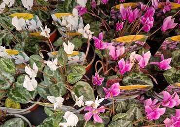 Cyclamen Hederfolium 10.5cm