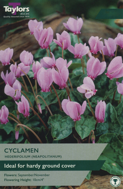 Cyclamen Hederifolium