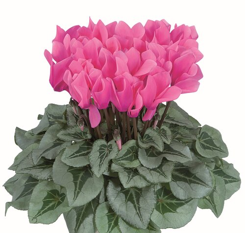 Cyclamen Silver Leaf Midi Pink 1 Litre