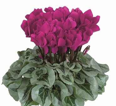 Cyclamen Silver Leaf Midi Purple 1 Litre