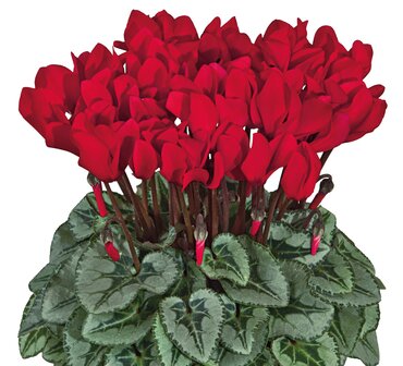 Cyclamen Silver Leaf Midi Red 1 Litre