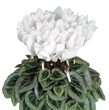 Cyclamen Silver Leaf Midi White 1 Litre