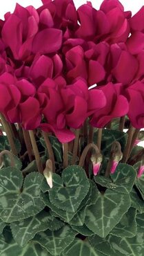 Cyclamen Smartiz Dark Magenta 6 Pack